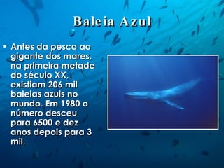 Baleia Azul Antes da pesca ao gigante dos mares, na primeira metade do século XX, existiam 206 mil baleias azuis no mundo. Em 1980 o número desceu para 6500 e dez anos depois para 3 mil. 