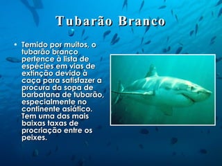 Tubarão Branco Temido por muitos, o tubarão branco pertence à lista de espécies em vias de extinção devido à caça para satisfazer a procura da sopa de barbatana de tubarão, especialmente no continente asiático. Tem uma das mais baixas taxas de procriação entre os peixes. 