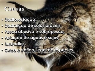 Causas Desflorestação; Destruição de solos aráveis; Pesca abusiva e sobrepesca; Poluição de águas e solos; Incêndios; Caça e tráfico ilegal de espécies. Desflorestação; Destruição de solos aráveis; Pesca abusiva e sobrepesca; Poluição de águas e solos; Incêndios; Caça e tráfico ilegal de espécies. 