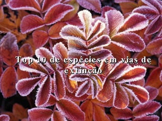 Top 10 de espécies em vias de extinção Top 10 de espécies em vias de extinção 