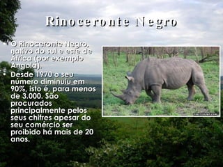 Rinoceronte Negro O Rinoceronte Negro, nativo do sul e este de África (por exemplo Angola).  Desde 1970 o seu número diminuiu em 90%, isto é, para menos de 3.000. São procurados principalmente pelos seus chifres apesar do seu comércio ser proibido há mais de 20 anos. 