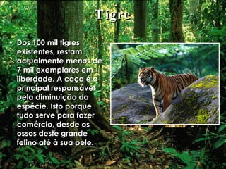 Tigre Dos 100 mil tigres existentes, restam actualmente menos de 7 mil exemplares em liberdade. A caça é a principal responsável pela diminuição da espécie. Isto porque tudo serve para fazer comércio, desde os ossos deste grande felino até à sua pele.  