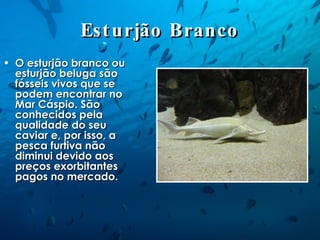Esturjão Branco O esturjão branco ou esturjão beluga são fósseis vivos que se podem encontrar no Mar Cáspio. São conhecidos pela qualidade do seu caviar e, por isso, a pesca furtiva não diminui devido aos preços exorbitantes pagos no mercado. 