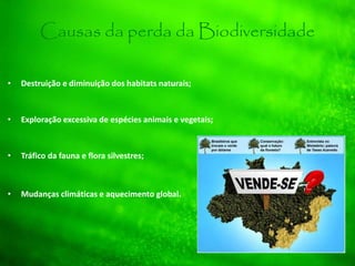 Causas da perda da Biodiversidade
• Destruição e diminuição dos habitats naturais;
• Exploração excessiva de espécies animais e vegetais;
• Tráfico da fauna e flora silvestres;
• Mudanças climáticas e aquecimento global.
 