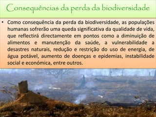 • Como consequência da perda da biodiversidade, as populações
humanas sofrerão uma queda significativa da qualidade de vida,
que reflectirá directamente em pontos como a diminuição de
alimentos e manutenção da saúde, a vulnerabilidade a
desastres naturais, redução e restrição do uso de energia, de
água potável, aumento de doenças e epidemias, instabilidade
social e económica, entre outros.
Consequências da perda da biodiversidade
 