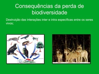 Consequências da perda de
           biodiversidade
Destruição das interações inter e intra específicas entre os seres
vivos;
 