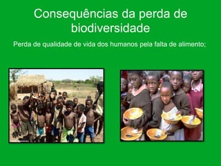 Consequências da perda de
           biodiversidade
Perda de qualidade de vida dos humanos pela falta de alimento;
 