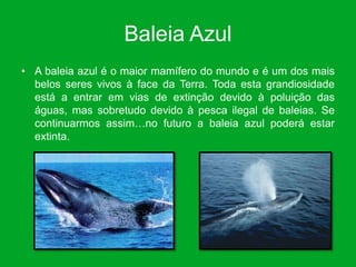 Baleia Azul
• A baleia azul é o maior mamífero do mundo e é um dos mais
  belos seres vivos à face da Terra. Toda esta grandiosidade
  está a entrar em vias de extinção devido à poluição das
  águas, mas sobretudo devido à pesca ilegal de baleias. Se
  continuarmos assim…no futuro a baleia azul poderá estar
  extinta.
 