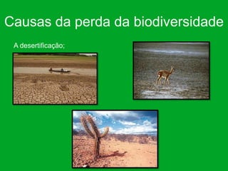 Causas da perda da biodiversidade
 A desertificação;
 