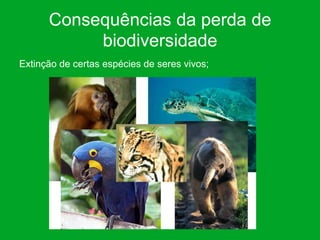 Consequências da perda de
           biodiversidade
Extinção de certas espécies de seres vivos;
 
