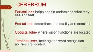 CEREBRUM
Parietal lobe helps people understand what they
see and feel.
Frontal lobe determines personality and emotions.
Occipital lobe- where vision functions are located
Temporal lobe- hearing and word recognition
abilities are located.
2/13/2023
Add a footer
10
 