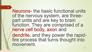 Neurons- the basic functional units
of the nervous system, are three-
part units and are key to brain
function. They are comprised of a
nerve cell body, axon and
dendrite, and they power the rapid-
fire process that turns thought into
movement. 2/13/2023
Add a footer
12
 