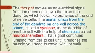 The thought moves as an electrical signal
from the nerve cell down the axon to a
dendrite, which looks like branches at the end
of nerve cells. The signal jumps from the
end of the dendrite on one cell across the
space, called a synapse, to the dendrite of
another cell with the help of chemicals called
neurotransmitters. That signal continues
jumping from cell to cell until it reaches the
muscle you need to wave, wink or walk.
2/13/2023
Add a footer
13
 