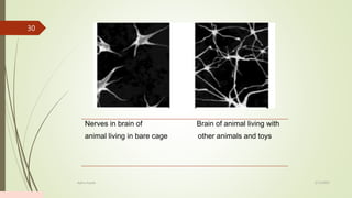 2/13/2023
Add a footer
30
Nerves in brain of Brain of animal living with
animal living in bare cage other animals and toys
 