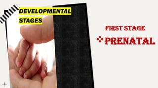 DEVELOPMENTAL
STAGES
First stage
PRENATAL
 