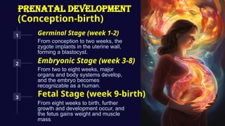 PRENATAL DEVELOPMENT
(Conception-birth)
1 Germinal Stage (week 1-2)
From conception to two weeks, the
zygote implants in the uterine wall,
forming a blastocyst.
2 Embryonic Stage (week 3-8)
From two to eight weeks, major
organs and body systems develop,
and the embryo becomes
recognizable as a human.
3 Fetal Stage (week 9-birth)
From eight weeks to birth, further
growth and development occur, and
the fetus gains weight and muscle
mass.
 