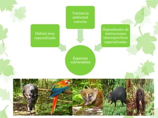Especies 
vulnerables 
Hábitat muy 
especializado 
Tolerancia 
ambiental 
estrecha 
Dependientes de 
interacciones 
interespecificas 
especializadas 
 
