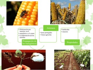 • Polinización por 
insectos, aves 
• mamíferos o el viento 
• La hibernación de las 
semillas 
Propagación de 
las transgénicos 
Amenaza 
• áreas protegidas 
• Áreas agrícolas 
• herbicidas 
• insectos 
Propiedades 
 