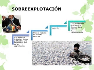 SOBREEXPLOTACIÓN 
Extracción de 
individuos de una 
población a una 
tasa mayor a la 
de su 
reproducción 
Proceso histórico 
en muchas 
especies 
extinción 
La vulnerabilidad 
de la especie 
depende de su 
biología: 
•Tasa reproductiva 
•Tamaño de camada 
 