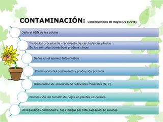 CONTAMINACIÓN: Consecuencias de Rayos UV (Uv-B) 
Daña el ADN de las células 
Inhibe los procesos de crecimiento de casi todas las plantas. 
En los animales domésticos produce cáncer. 
Daños en el aparato fotosintético 
Disminución del crecimiento y producción primaria. 
Disminución de absorción de nutrientes minerales (N, P). 
Disminución del tamaño de hojas en plantas vasculares. 
Desequilibrios hormonales, por ejemplo por foto-oxidación de auxinas. 
 