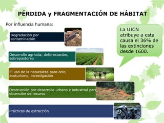 PÉRDIDA y FRAGMENTACIÓN DE HÁBITAT 
Degradación por 
contaminación 
Desarrollo agrícola, deforestación, 
sobrepastoreo 
El uso de la naturaleza para ocio, 
ecoturismo, investigación 
Destrucción por desarrollo urbano e industrial para 
obtención de recurso 
Prácticas de extracción 
La UICN 
atribuye a esta 
causa el 36% de 
las extinciones 
desde 1600. 
Por influencia humana: 
 