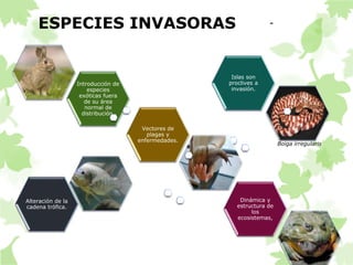 ESPECIES INVASORAS - 
Introducción de 
especies 
exóticas fuera 
de su área 
normal de 
distribución. 
Islas son 
proclives a 
invasión. 
Alteración de la 
cadena trófica. 
Dinámica y 
estructura de 
los 
ecosistemas, 
Vectores de 
plagas y 
enfermedades. 
Boiga irregularis 
 