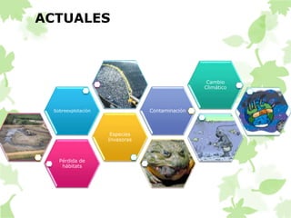 ACTUALES 
Sobreexplotación Contaminación 
Pérdida de 
hábitats 
Especies 
Invasoras 
Cambio 
Climático 
 