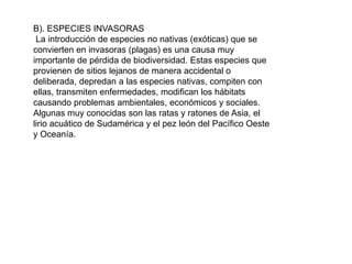 B). ESPECIES INVASORAS
La introducción de especies no nativas (exóticas) que se
convierten en invasoras (plagas) es una causa muy
importante de pérdida de biodiversidad. Estas especies que
provienen de sitios lejanos de manera accidental o
deliberada, depredan a las especies nativas, compiten con
ellas, transmiten enfermedades, modifican los hábitats
causando problemas ambientales, económicos y sociales.
Algunas muy conocidas son las ratas y ratones de Asia, el
lirio acuático de Sudamérica y el pez león del Pacífico Oeste
y Oceanía.
 