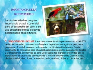 IMPORTANCIA DE LA
BIODIVERSIDAD
La biodiversidad es de gran
importancia actual y potencial
para el desarrollo del país, y su
uso sostenible ofrece objetivas
posibilidades para el futuro.
1. Importancia actual: La economía nacional depende en cerca del 60%
de la biodiversidad, tanto en lo referente a la producción agrícola, pesquera,
ganadera y forestal, como en lo industrial. La biodiversidad es una fuente
importante de productos para el autoabastecimiento de las poblaciones locales
y la importancia económica de este uso supera los ingresos obtenidos por la
exportación de productos derivados de la misma biodiversidad (pesca, caza,
plantas medicinales, fibras, artesanías, leña, madera, tintes y colorantes, etc.).
 