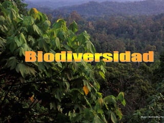 Biodiversidad  