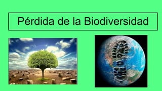 Pérdida de la Biodiversidad
 