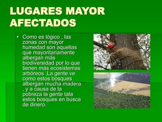LUGARES MAYOR
AFECTADOS
 Como es lógico , las
zonas con mayor
humedad son aquellas
que mayoritariamente
albergan más
biodiversidad por lo que
tienen más ecosistemas
arbóreos .La gente ve
como estos bosques
albergan mucha madera
, y a causa de la
pobreza la gente tala
estos bosques en busca
de dinero.
 