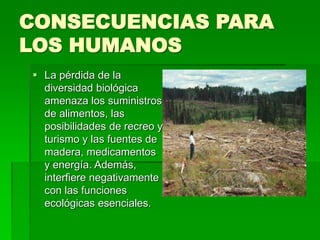 CONSECUENCIAS PARA
LOS HUMANOS
 La pérdida de la
diversidad biológica
amenaza los suministros
de alimentos, las
posibilidades de recreo y
turismo y las fuentes de
madera, medicamentos
y energía. Además,
interfiere negativamente
con las funciones
ecológicas esenciales.
 