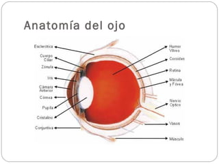 Anatomía del ojo
 