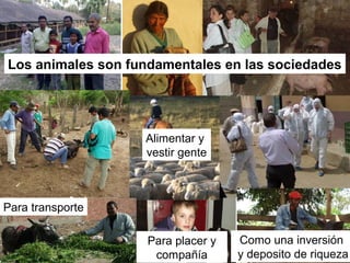 Logrando una balance entre las perdidas económicas en producción y nuestra reacción a la presencia de una enfermedad