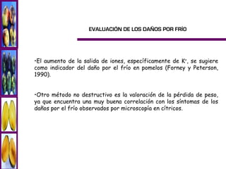 EVALUACIÓN DE LOS DAÑOS POR FRÍO




•El aumento de la salida de iones, específicamente de K+, se sugiere
como indicador del daño por el frío en pomelos (Forney y Peterson,
1990).


•Otro método no destructivo es la valoración de la pérdida de peso,
ya que encuentra una muy buena correlación con los síntomas de los
daños por el frío observados por microscopía en cítricos.
 