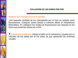 EVALUACIÓN DE LOS DAÑOS POR FRÍO


•Análisis de la fluorescencia de la clorofila.
 Una pequeña cantidad de luz interceptada por el fruto es radiada como
fluorescencia. Cualquier estrés directo o indirecto afecta el metabolismo
fotosintético. En calabacín los niveles de fluorescencia son mayores en los
frutos que presentan daños por el frío.


 Resistencia bioeléctrica indican el daño en la membrana y pueden ser un
indicador de los daños por el frío antes de que aparezcan los síntomas
visuales.
 