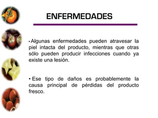 ENFERMEDADES

• Algunas  enfermedades pueden atravesar la
piel intacta del producto, mientras que otras
sólo pueden producir infecciones cuando ya
existe una lesión.


• Ese tipo de daños es probablemente la
causa principal de pérdidas del producto
fresco.
 