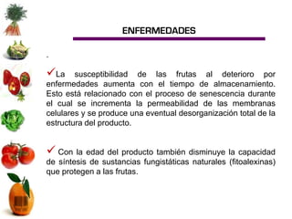 ENFERMEDADES

.

La     susceptibilidad de las frutas al deterioro por
enfermedades aumenta con el tiempo de almacenamiento.
Esto está relacionado con el proceso de senescencia durante
el cual se incrementa la permeabilidad de las membranas
celulares y se produce una eventual desorganización total de la
estructura del producto.


 Con la edad del producto también disminuye la capacidad
de síntesis de sustancias fungistáticas naturales (fitoalexinas)
que protegen a las frutas.
 