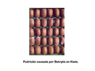 Pudrición causada por Botrytis en Kiwis.
 