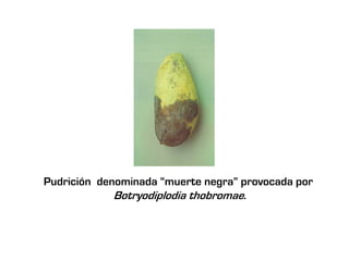Pudrición denominada “muerte negra” provocada por
             Botryodiplodia thobromae.
 