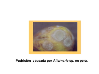 Pudrición causada por Alternaria sp. en pera.
 