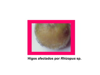 Higos afectados por Rhizopus sp.
 