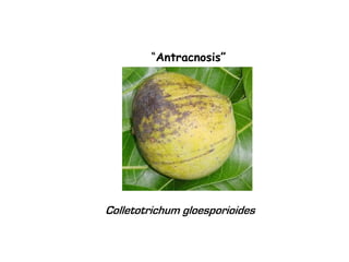 “Antracnosis”




Colletotrichum gloesporioides
 