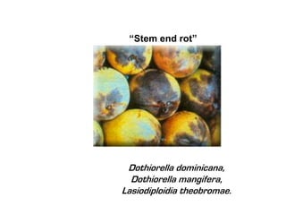 “Stem end rot”




 Dothiorella dominicana,
  Dothiorella mangifera,
Lasiodiploidia theobromae.
 