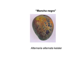 “Mancha negra”




Alternaria alternata keisler
 