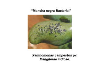 “Mancha negra Bacterial”




Xanthomonas campestris pv.
    Mangiferae indicae.
 