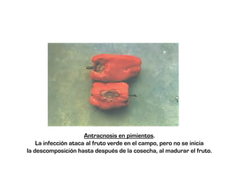 Antracnosis en pimientos.
    La infección ataca al fruto verde en el campo, pero no se inicia
la descomposición hasta después de la cosecha, al madurar el fruto.
 