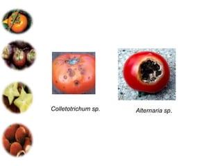 Colletotrichum sp.   Alternaria sp.
 