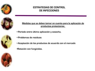 ESTRATEGIAS DE CONTROL
                    DE INFECCIONES



     Medidas que se deben tomar en cuenta para la aplicación de
                      productos protectores:

• Período entre última aplicación y cosecha,

• Problemas de residuos

• Aceptación de los productos de acuerdo con el mercado

•Rotación con fungicidas.
 